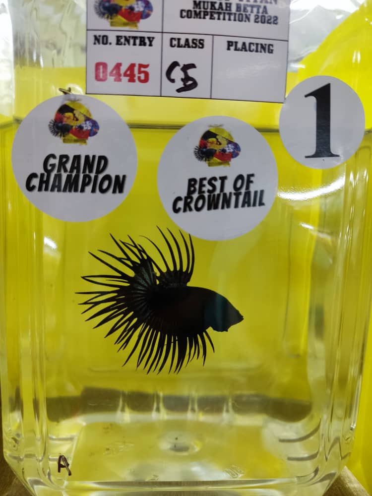 betta