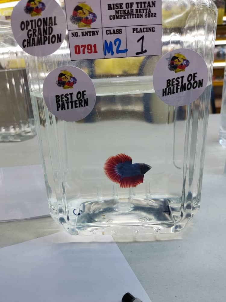 betta